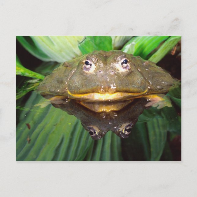 Afrikansk grävgroda, Pyxicephalus 2 Vykort (Framsida)