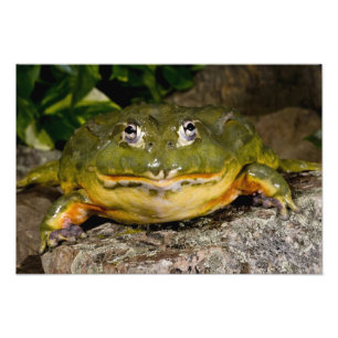Afrikansk grävgroda, Pyxicephalus Fototryck
