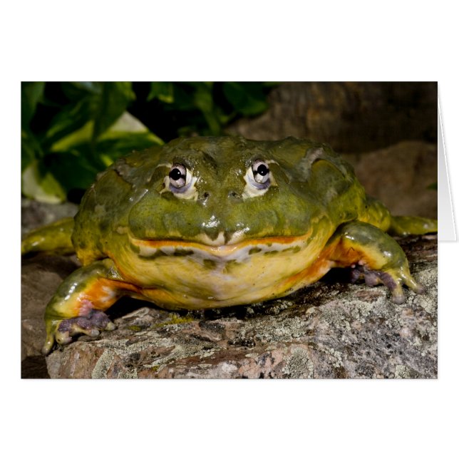 Afrikansk grävgroda, Pyxicephalus Hälsningskort (Framsidan Horizontal)