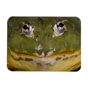 Afrikansk grävgroda, Pyxicephalus Magnet