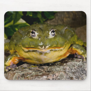 Afrikansk grävgroda, Pyxicephalus Musmatta