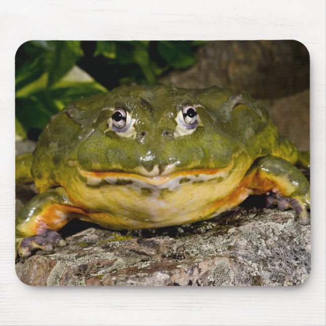 Afrikansk grävgroda, Pyxicephalus Musmatta (Framsidan)