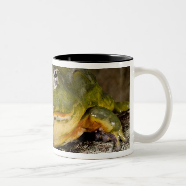 Afrikansk grävgroda, Pyxicephalus Två-Tonad Mugg (Höger)