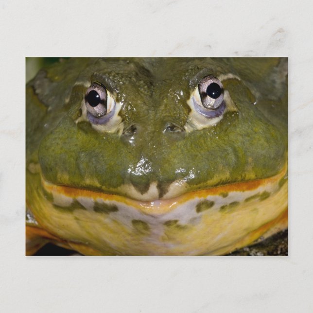 Afrikansk grävgroda, Pyxicephalus Vykort (Framsida)