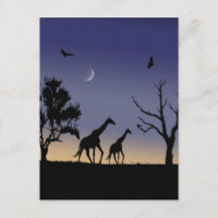 Afrikansk gryning - giraffer