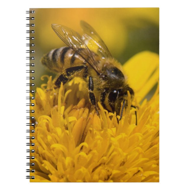 Afrikansk honungsbi med pollen Sacs Matande Anteckningsbok Med Spiral (Framsidan)