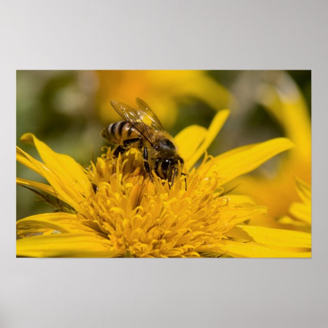 Afrikansk honungsbin med pollensäckar som äter poster (Framsidan)