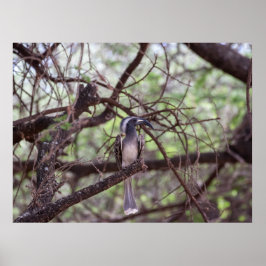 Afrikansk hornbill i Grenar Poster