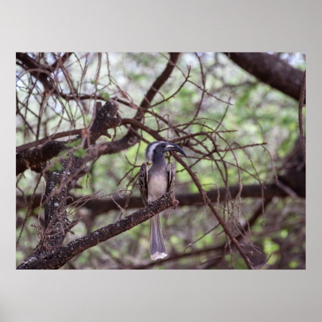 Afrikansk hornbill i Grenar Poster (Framsidan)