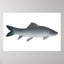 Afrikansk karp