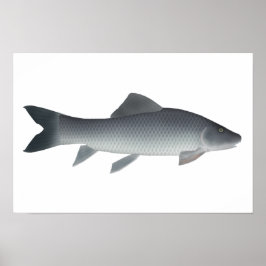 Afrikansk karp poster