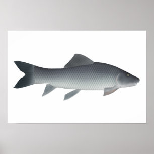 Afrikansk karp poster