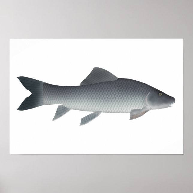 Afrikansk karp poster (Framsidan)