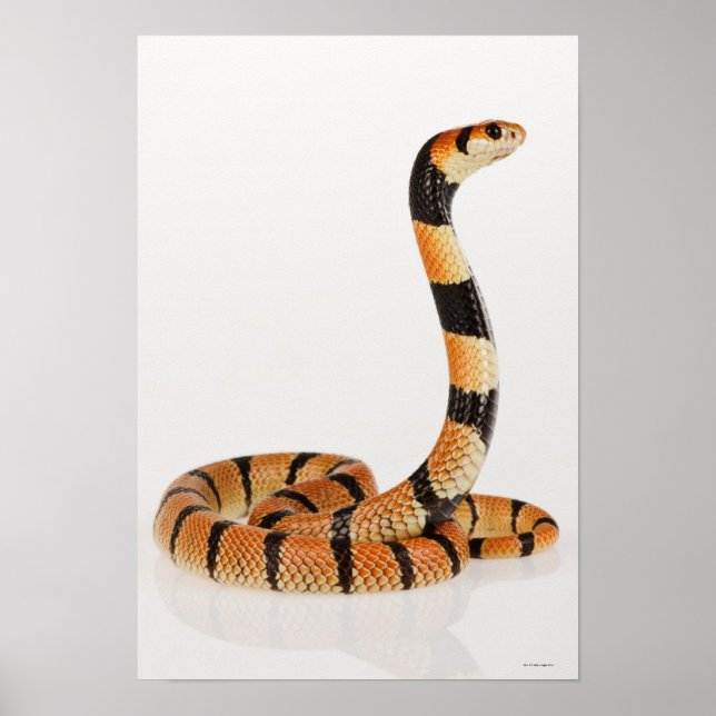 Afrikansk korallorm (Aspidelaps lubricus) Poster (Framsidan)