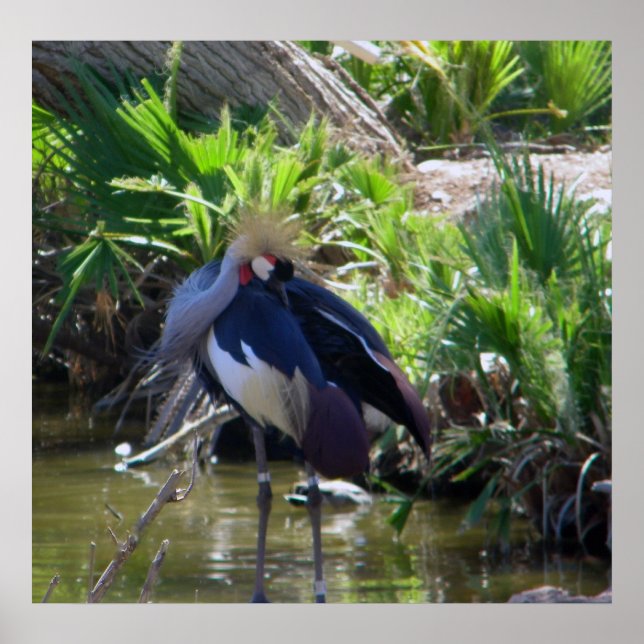 Afrikansk kranavtryck poster (Framsidan)