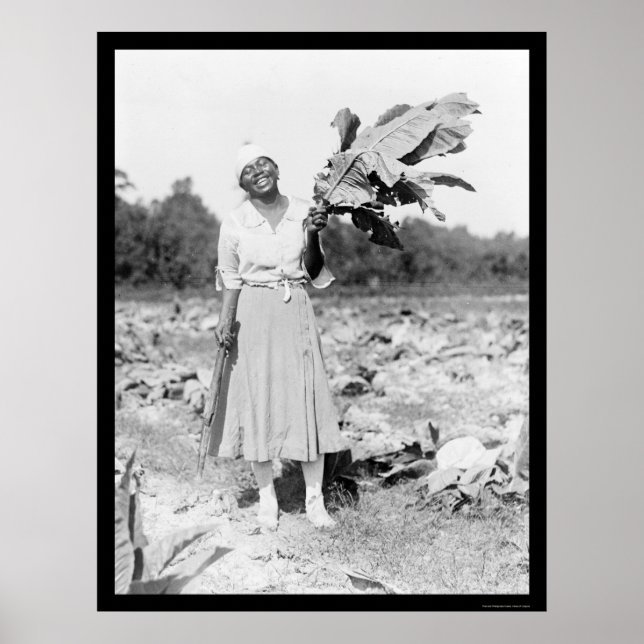 Afrikansk kvinna med tobak 1912 poster (Framsidan)