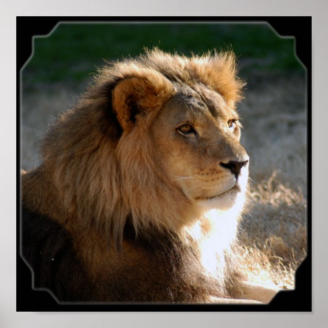 Afrikansk Lejon-6775e11x11fram Poster (Framsidan)
