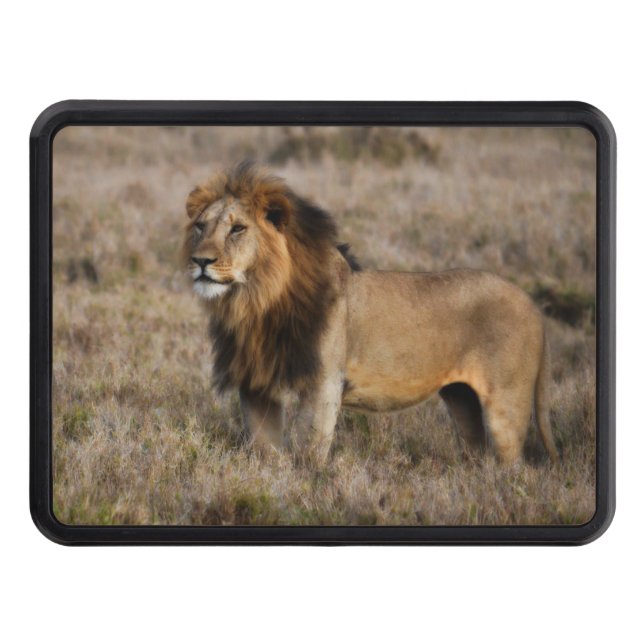 Afrikansk Lejon i Grass Dragkroksskydd (Framsidan)