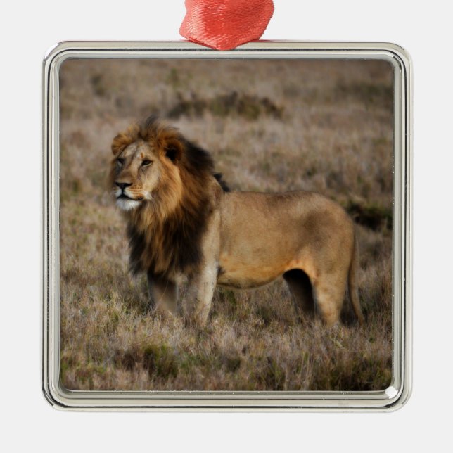 Afrikansk Lejon i Grass Julgransprydnad Metall (Framsidan)