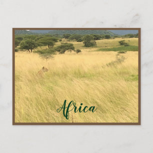 Afrikansk Lejon i Kenya-Afrikan Vykort