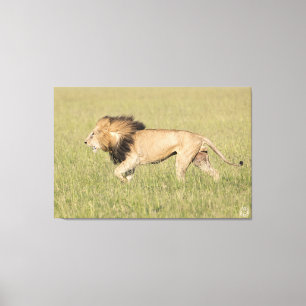 Afrikansk Lejon i utskriften av Savanna Wrapped Ca Canvastryck