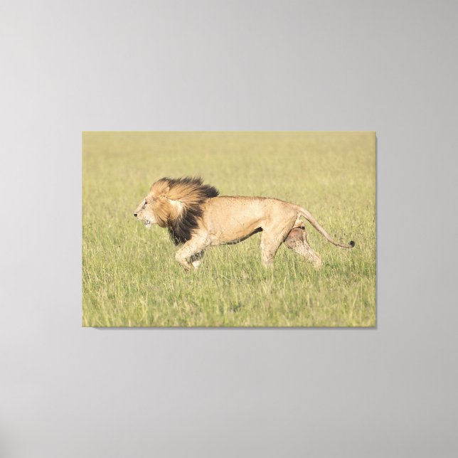 Afrikansk Lejon i utskriften av Savanna Wrapped Ca Canvastryck (Framsida)