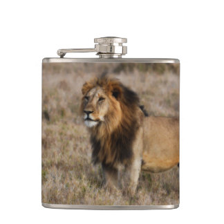 Afrikansk Lejon kolv Fickplunta