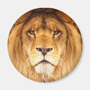 Afrikansk Lejon Magnet