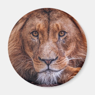 Afrikansk Lejon Magnet