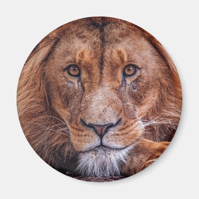 Afrikansk Lejon Magnet (Framsidan)