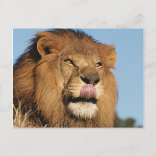 Afrikansk lejon (Panthera Leo), afrikansk savann Vykort