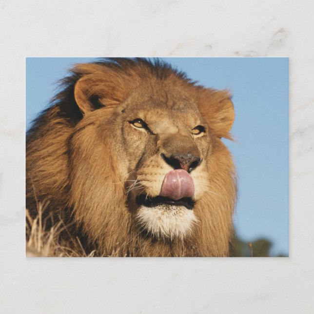 Afrikansk lejon (Panthera Leo), afrikansk savann Vykort (Framsida)