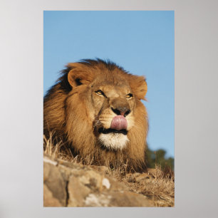 Afrikansk Lejon (Panthera Leo), afrikansk savannah Poster