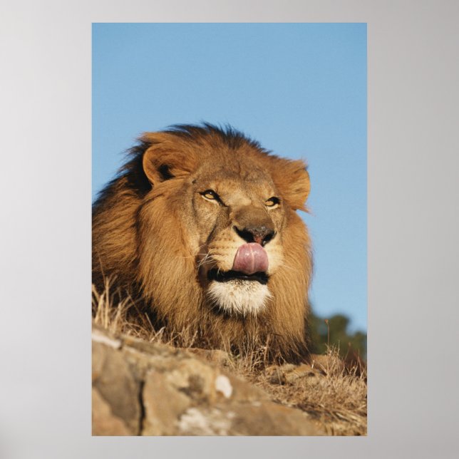 Afrikansk Lejon (Panthera Leo), afrikansk savannah Poster (Framsidan)