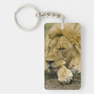 Afrikansk lejon, Panthera leo, liggande och sovand