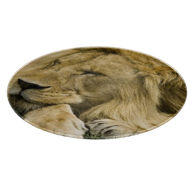 Afrikansk lejon, Panthera leo, liggande och sover (Hörn)