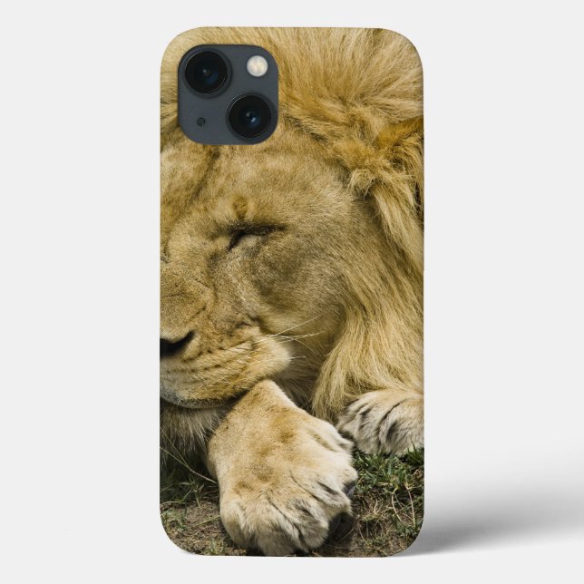 Afrikansk lejon, Panthera leo, liggande och sover (Baksida)