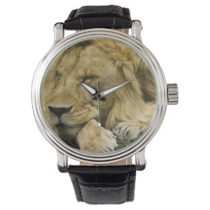 Afrikansk lejon, Panthera leo, liggande och sover Armbandsur