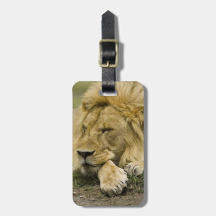Afrikansk lejon, Panthera leo, liggande och sover Bagagebricka