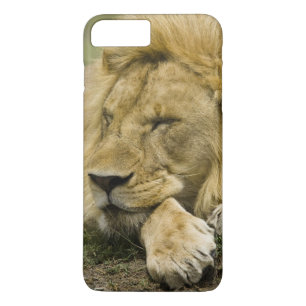 Afrikansk lejon, Panthera leo, liggande och sover