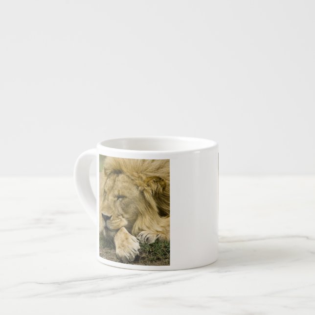Afrikansk lejon, Panthera leo, liggande och sover Espressomugg (Framsida vänster)