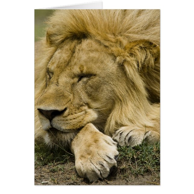 Afrikansk lejon, Panthera leo, liggande och sover Hälsningskort (Framsidan)