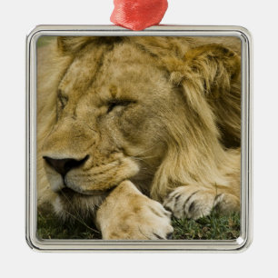 Afrikansk lejon, Panthera leo, liggande och sover Julgransprydnad Metall