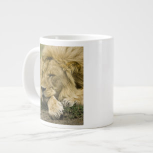 Afrikansk lejon, Panthera leo, liggande och sover Jumbo Mugg