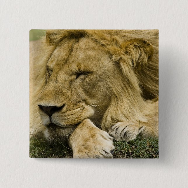 Afrikansk lejon, Panthera leo, liggande och sover Knapp (Framsida)