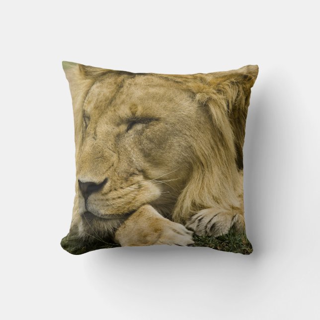 Afrikansk lejon, Panthera leo, liggande och sover Kudde (Framsida)