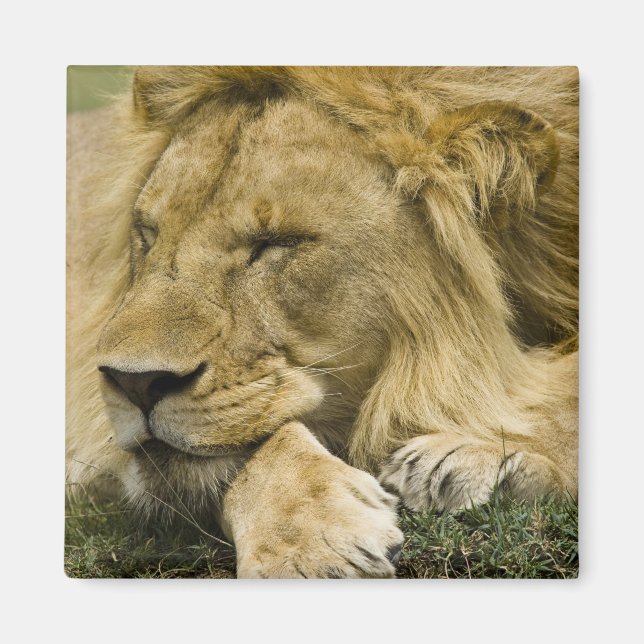 Afrikansk lejon, Panthera leo, liggande och sover Magnet (Framsidan)