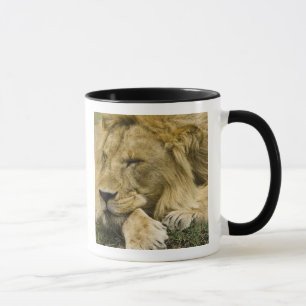 Afrikansk lejon, Panthera leo, liggande och sover Mugg