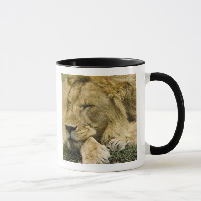 Afrikansk lejon, Panthera leo, liggande och sover Mugg (Höger)