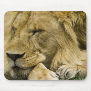 Afrikansk lejon, Panthera leo, liggande och sover Musmatta